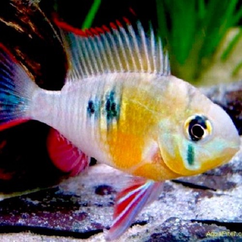 Microgeophagus altispinosa - Altispinosa M